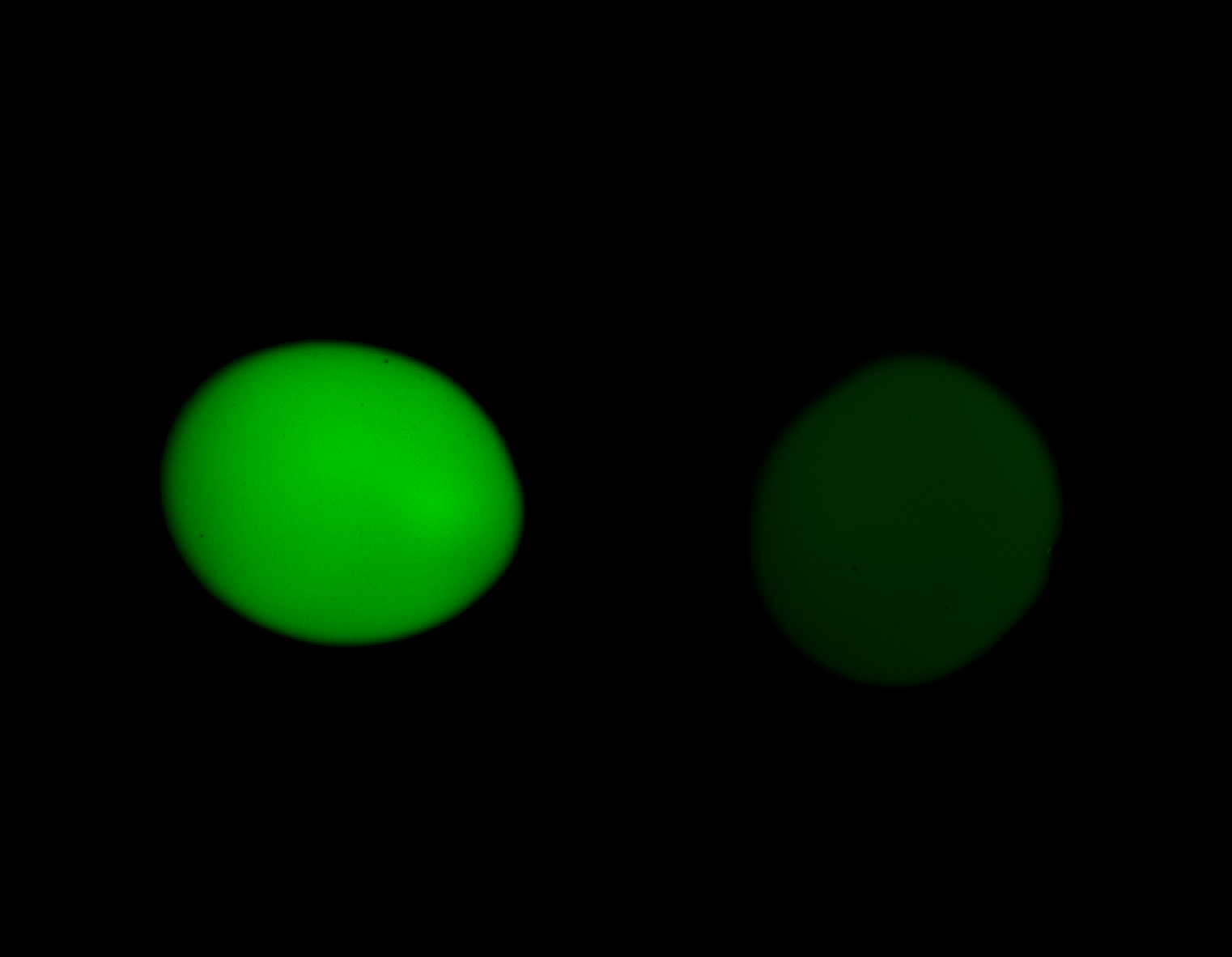 Channel 0 of the raw synthetic two-channel stack in Napari.
