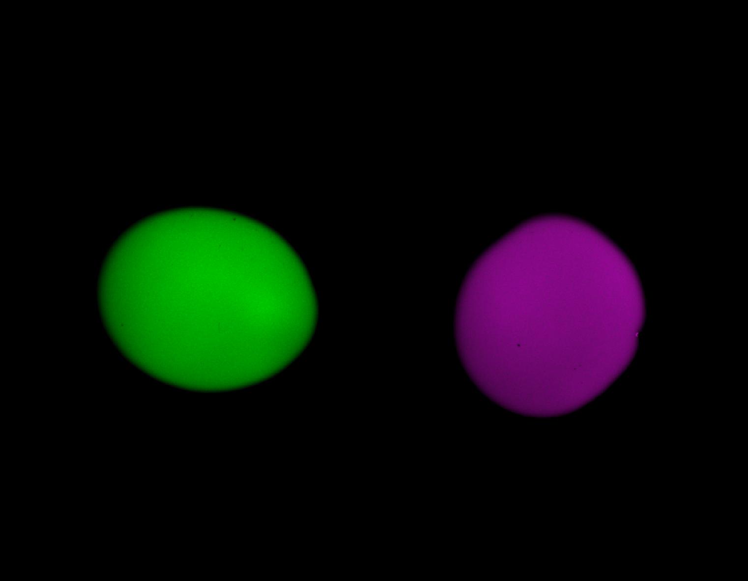 Composite image of the unmixed synthetic two-channel stack in Napari.