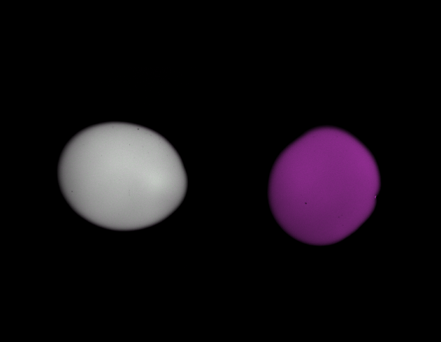 Composite image of the raw synthetic two-channel stack in Napari.