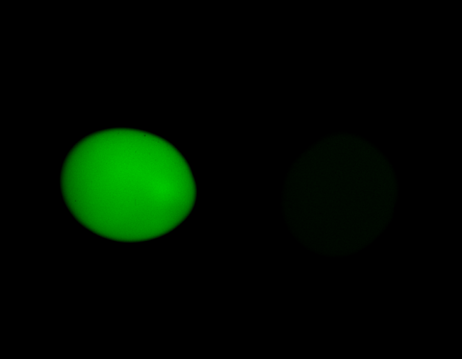 Channel 0 of the unmixed synthetic two-channel stack in Napari.